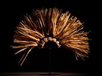 Bio-Dose in Licht und Schatten