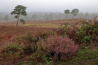 Maasduinen - Heide im Nebel