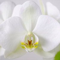 Orchidée blanche en gros plan 1