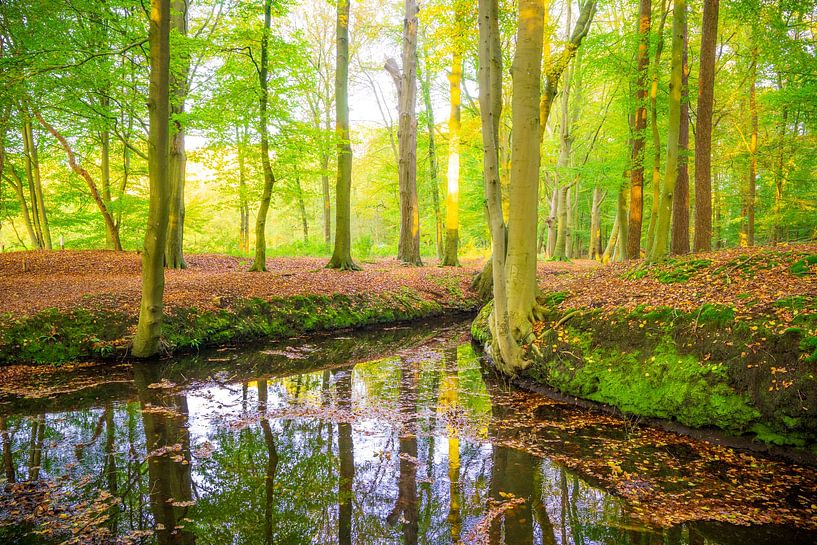 Coucher de soleil automnal dans la forêt de Veluwe par Sjoerd van der Wal Photographie