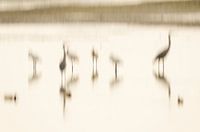 Zusammenfassung der Wasservögel