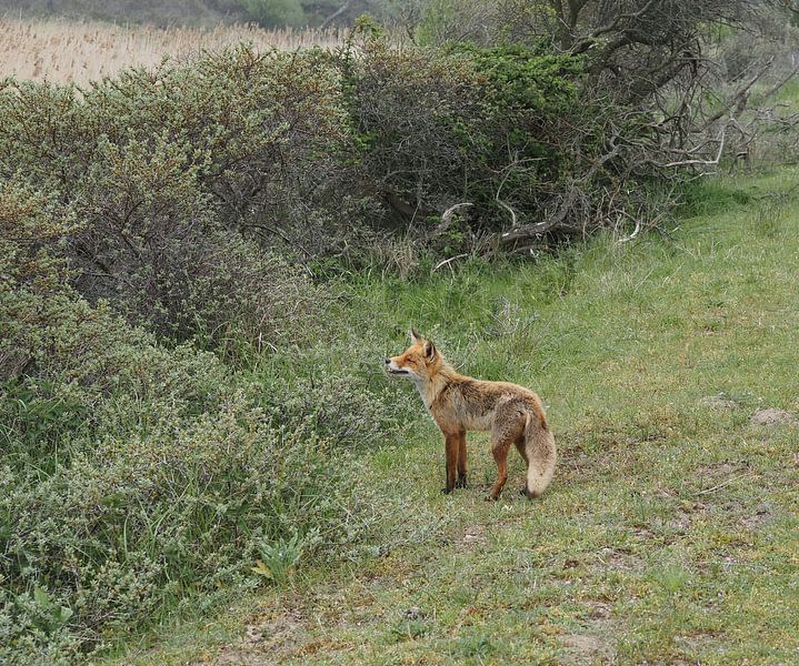 Renard, le nez en l'air, à la recherche d'odeurs. par Marjon Woudboer
