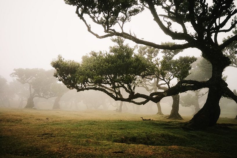 Mystiek bos van Dian Schuurkamp