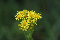 The daisies in a bouquet
