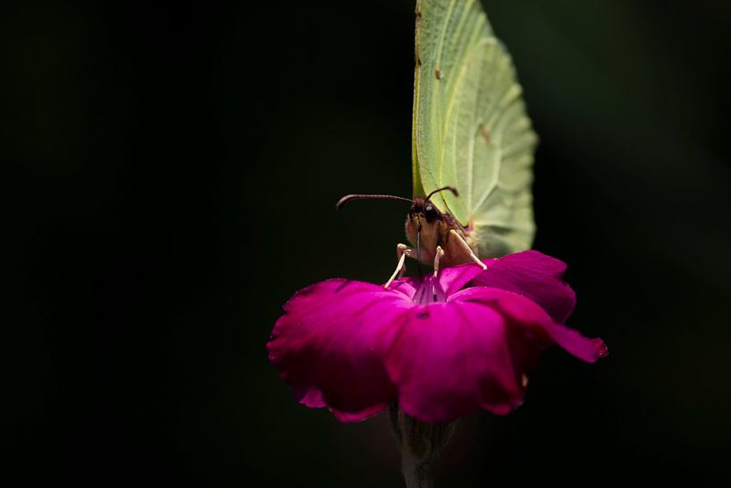 Limonade par Jorn Veen