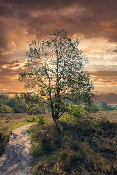 Heide mit Baum von Karen Klein