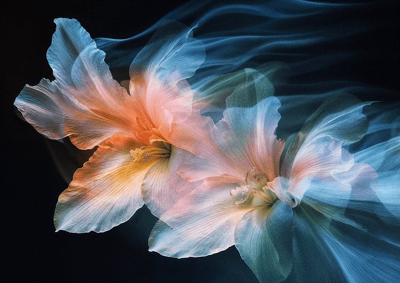 Flower dream by Sander Hupkes