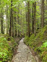 Römerstraße im Wald