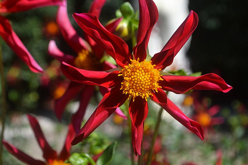 Een dahlia van JTravel