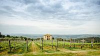 Tuscan vineyards