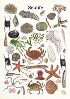 Sealife 2 (vie marine 2)