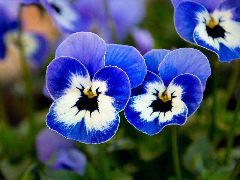 blue Pansy by Martin Haunhorst