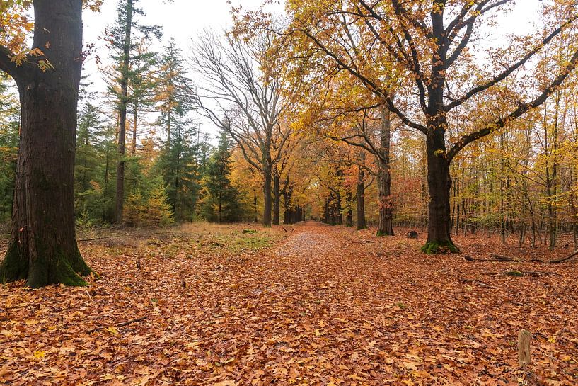 Photo d'automne par Merijn Loch