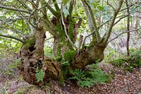 Alt und knorrig, aber voller Lebensfreude