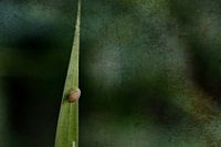 Nehmen Sie den langen Weg nach Hause