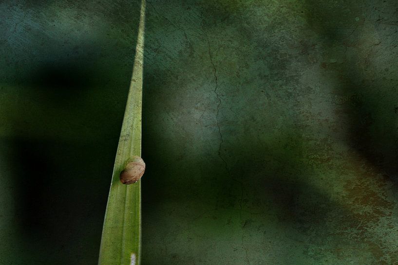 Nehmen Sie den langen Weg nach Hause von Pauli Langbein