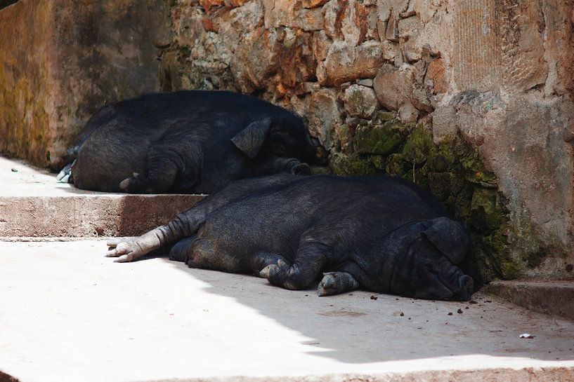 Slapende varkens in de schaduw van André van Bel