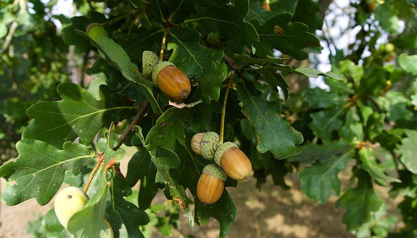 Eicheln von joyce kool