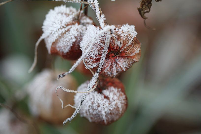 Gezuckert von Petra Dreiling-Schewe