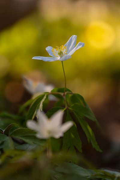 Wood anemone in the warm evening light by Friedhelm Peters