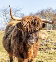 Highlander in den Lowlands