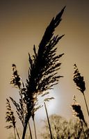 Ochtendzonnetje door het gewas