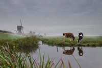 Un dimanche matin brumeux en bonne compagnie