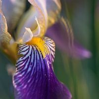 De dame met de baard