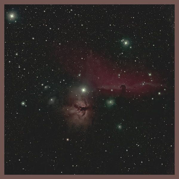 Paardenkopnevel par Bob de Bruin