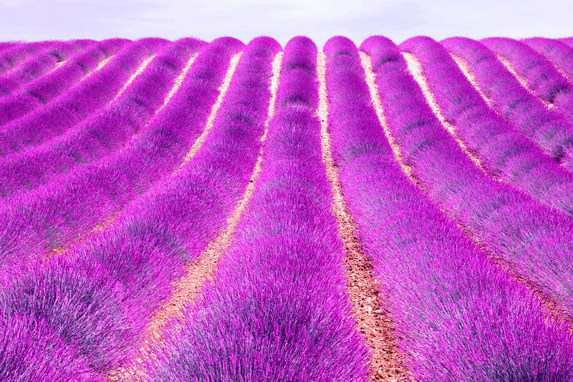 Ein heftiger Lavendel aus der Provence von Hans Verhulst