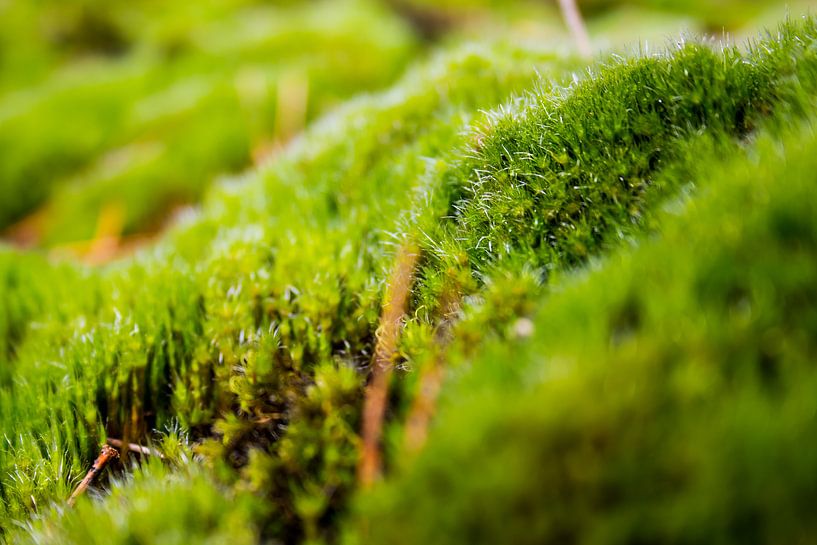 Mousse avec la rosée du matin par Natasja Bittner