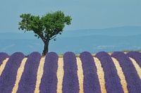 Repos sous l'amandier