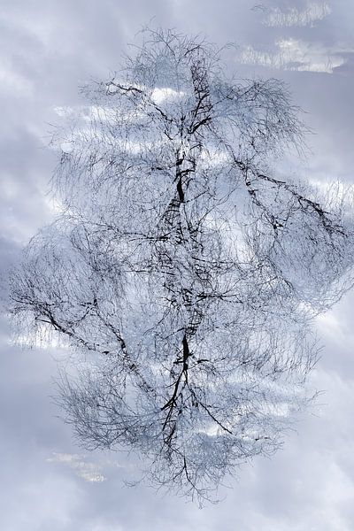 Bäume von Ingrid Van Damme fotografie