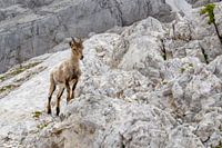 Gems in the Slovenian Alps