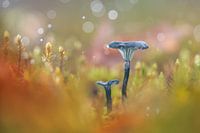 Blaugrünes Märchen