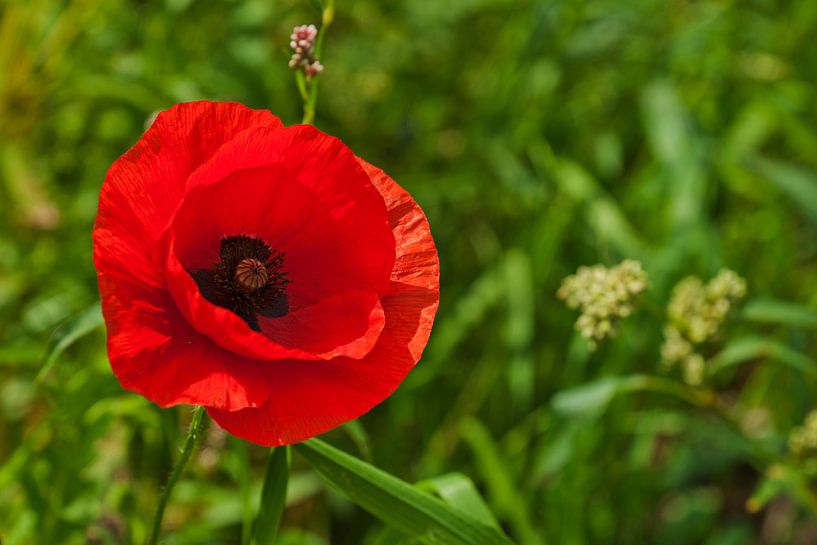 Blühender Mohn von Roland Sloots