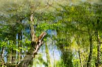 Dreaming in the forest