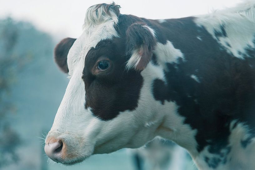 Porträt einer bunten jungen Kuh von der Seite von John Quendag