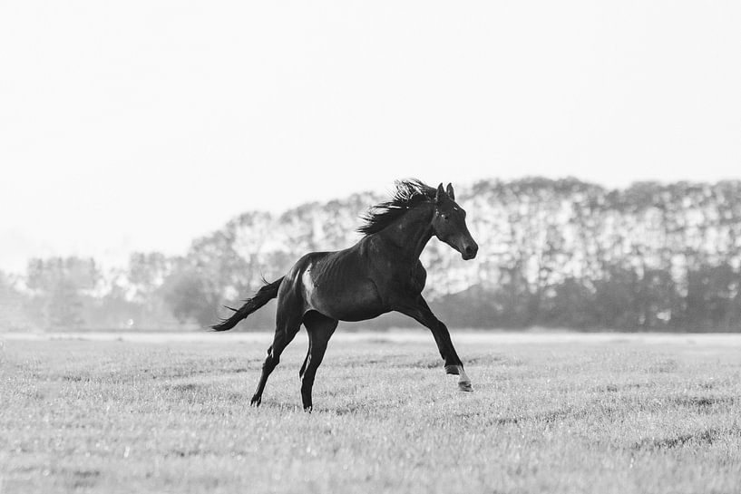 Un cheval galopant dans la prairie de la Frise en noir et blanc par Maria-Maaike Dijkstra