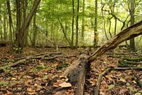 Bos met omgevallen boom