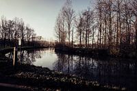 Winter 2020 Dender - Pollare