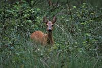 Eye to eye with a roe deer