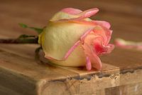 Romantic picture of drops on a rose, on a nostalgic wooden table
