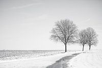 L'étreinte silencieuse de l'hiver