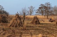 The Weerribben and Wieden; a cane cutter at work!