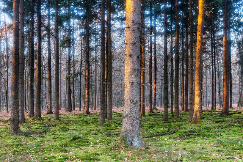 Conifers lighted by low hanging sun by Evert Jan Luchies