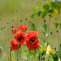 Mohnblumen mit Samenkapseln