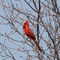 red cardinal sings spring