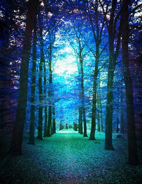 Mystery Forest von King Photography