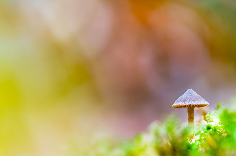 Champignon dans la forêt par Marcel Derweduwen